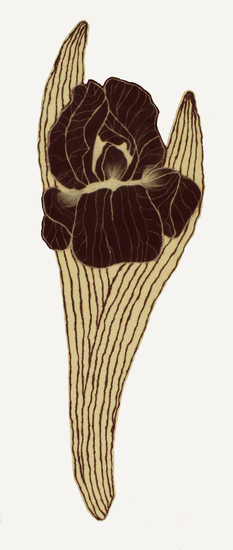 1.iris1_main